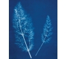 תמיסת צאיינוטייפ CYANOTYPE 